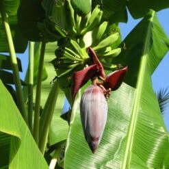 Grand Naine Banana Tree 13 Grand Naine Banana Tree -Brighter Blooms Grand Naine Nain Banana 6