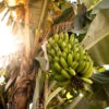 Grand Naine Banana Tree -Brighter Blooms Grand Naine Nain Banana BB 600x600 b836946e e707 45b5 b83b 205bfa003b95