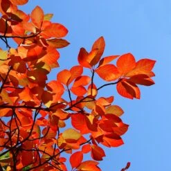 Green Gable Tupelo (Black Gum Tree) -Brighter Blooms Green Gable Gum 8