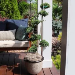 Green Mound Juniper Topiary 6 Green Mound Juniper Topiary -Brighter Blooms Green Mound JUniper 2 BB