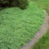Green Mound Juniper Shrub -Brighter Blooms Green Mound Juniper BB 600x600 ccea6faf eb41 47ac 9842 cb9bbec70d25