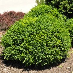 Green Velvet Boxwood Shrub 10 Green Velvet Boxwood Shrub -Brighter Blooms Green Velvet Boxwood 3 BB