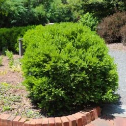 Green Velvet Boxwood Shrub 11 Green Velvet Boxwood Shrub -Brighter Blooms Green Velvet Boxwood 6 BB