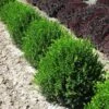 Green Velvet Boxwood Shrub -Brighter Blooms Green Velvet Boxwood BB 600x600 4607762e 7532 4db6 8258 4d60ed672832