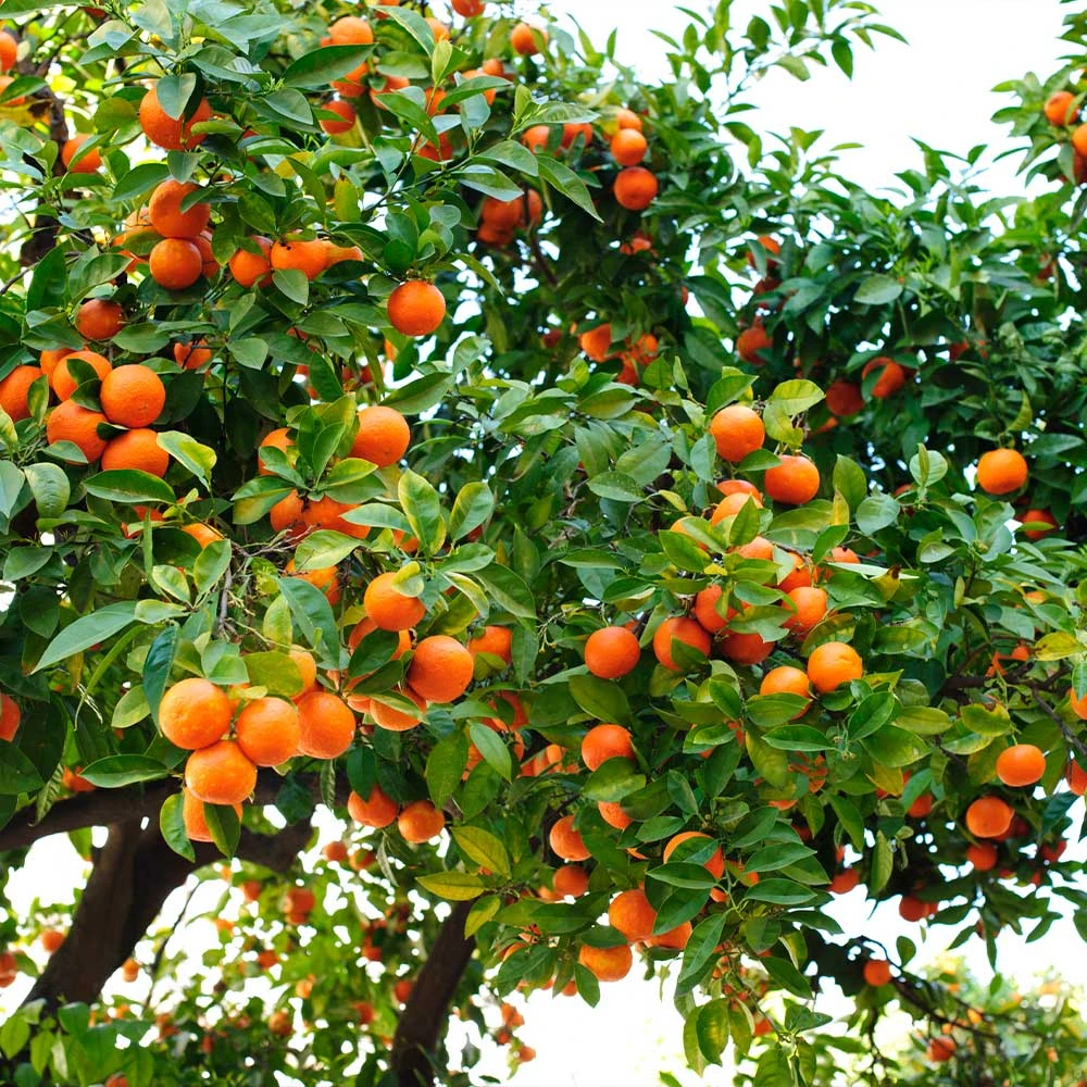 Hamlin Sweet Orange Tree 5 Hamlin Sweet Orange Tree - Image 3