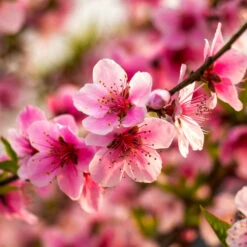Harvester Peach Tree 9 Harvester Peach Tree -Brighter Blooms Harvest Peach Tree 4