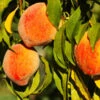 Harvester Peach Tree -Brighter Blooms Harvest Peach Tree BB 600x600 02b72e9d 3c36 46af 9f33 a7928fe21384