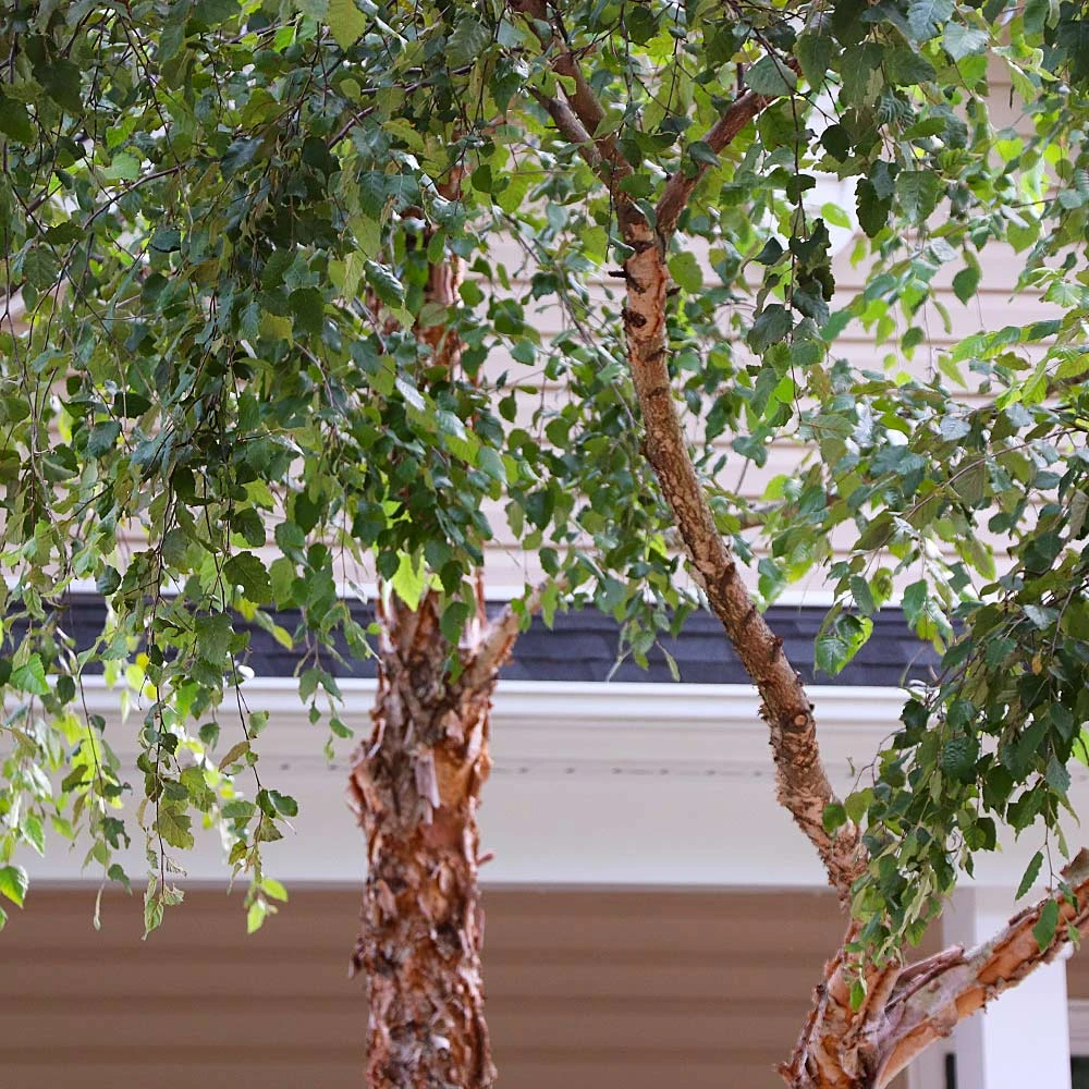 Heritage River Birch Tree 6 Heritage River Birch Tree - Image 4