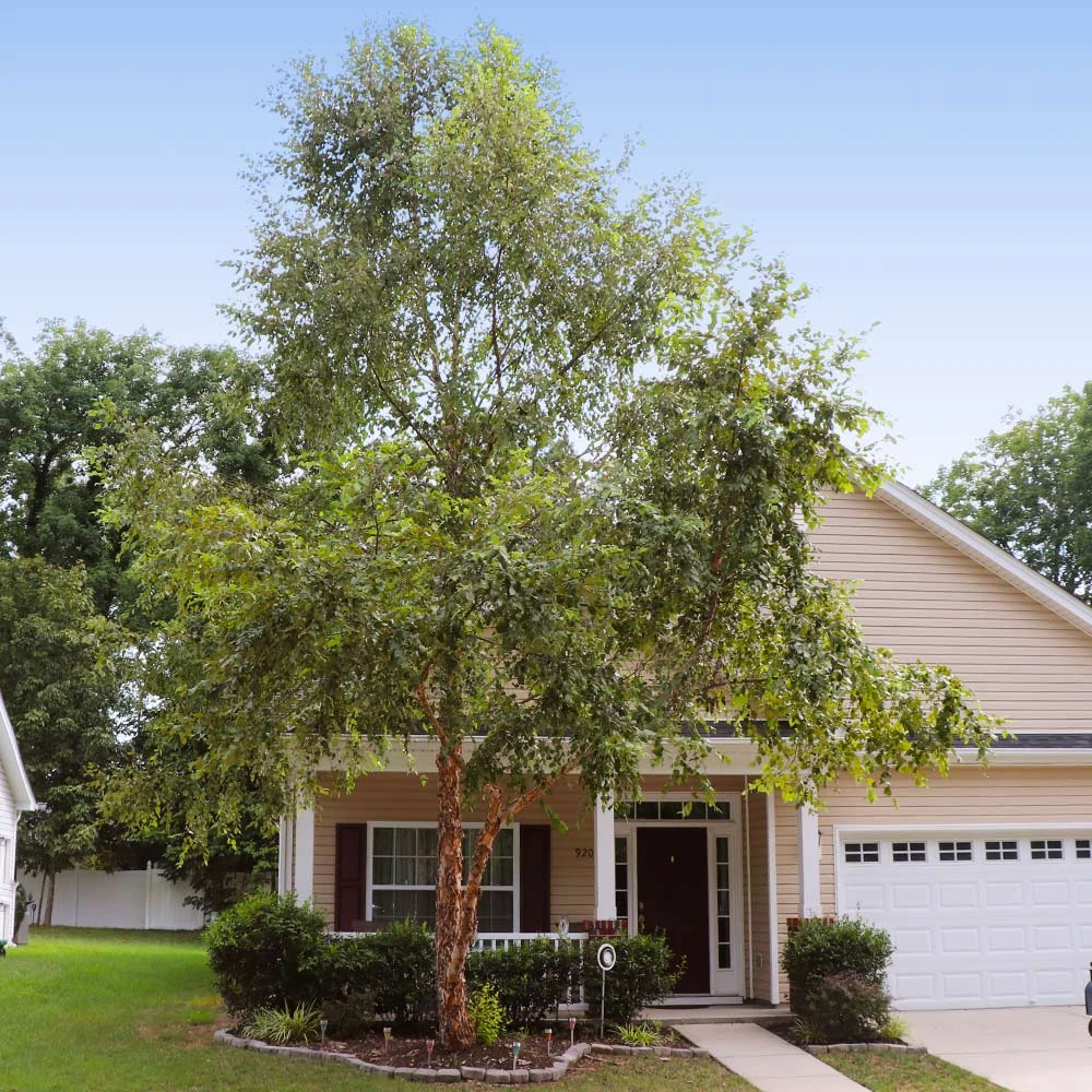 Heritage River Birch Tree 7 Heritage River Birch Tree - Image 5