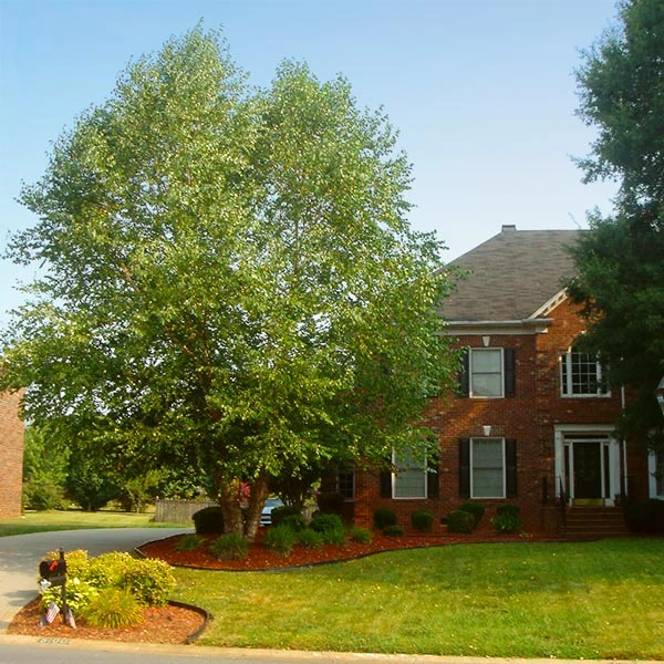 Heritage River Birch Tree 3 Heritage River Birch Tree