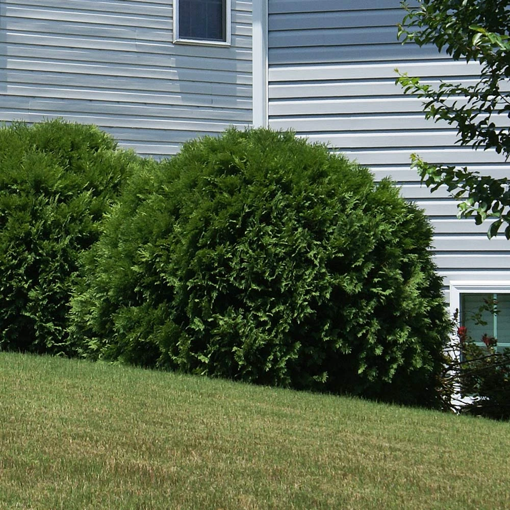 Hetz Midget Arborvitae Shrub 4 Hetz Midget Arborvitae Shrub - Image 2