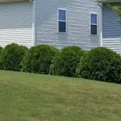 Hetz Midget Arborvitae Shrub 11 Hetz Midget Arborvitae Shrub -Brighter Blooms Hetz Midget Thuja 6