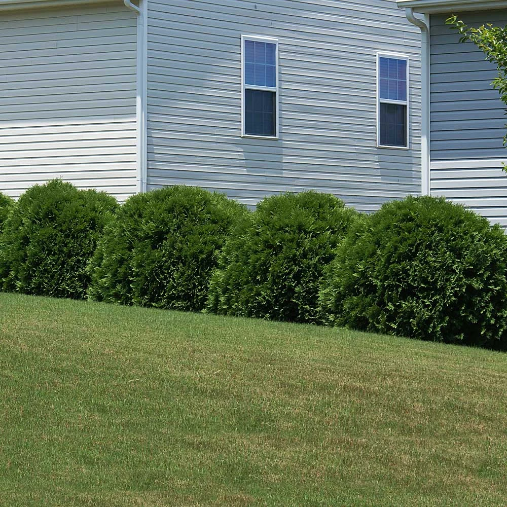 Hetz Midget Arborvitae Shrub 7 Hetz Midget Arborvitae Shrub - Image 5