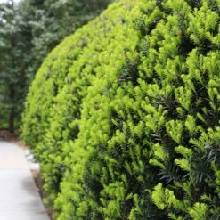 Hicks Yew Tree -Brighter Blooms Hicks Yew7 BB