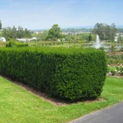 Hicks Yew Tree -Brighter Blooms Hicks Yew 1 BB