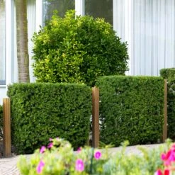 Hicks Yew Tree -Brighter Blooms Hicks Yew 3 BB