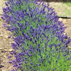 Hidcote Purple Lavender Shrub -Brighter Blooms Hidcote Lavender 3 BB