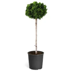 Dwarf Hinoki Cypress Tree -Brighter Blooms Hinoki Cypress Standard 1