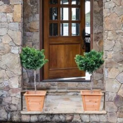 Dwarf Hinoki Cypress Tree -Brighter Blooms Hinoki Cypress Standard 2