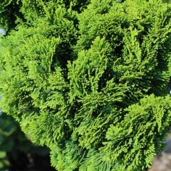 Dwarf Hinoki Cypress Tree -Brighter Blooms Hinoki Cypress Standard 3