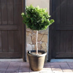 Dwarf Hinoki Cypress Tree -Brighter Blooms Hinoki Cypress Standard 4 BB