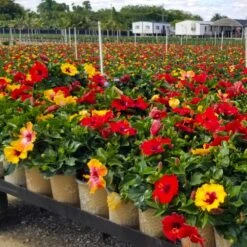 Bloom Bash® Hollywood® Hibiscus -Brighter Blooms Hollywood Hibiscu BLoom Bash 4