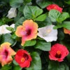 Bloom Bash® Hollywood® Hibiscus -Brighter Blooms Hollywood Hibiscu BLoom Bash 600x600 b05cf730 999d 48ce 9746 33817ccc6c34