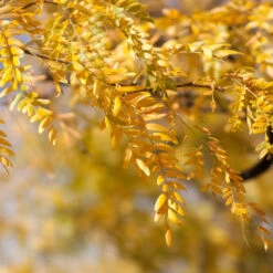 Shademaster Honeylocust Tree -Brighter Blooms Honey Locust Shademaster 1 BB