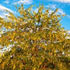 Shademaster Honeylocust Tree -Brighter Blooms Honey Locust Shademaster 6