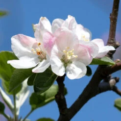 Honeycrisp Apple Tree -Brighter Blooms Honeycrisp Apple 2 BB
