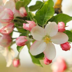 Apple Pollinator Pack -Brighter Blooms Honeycrisp Apple 2 FGT