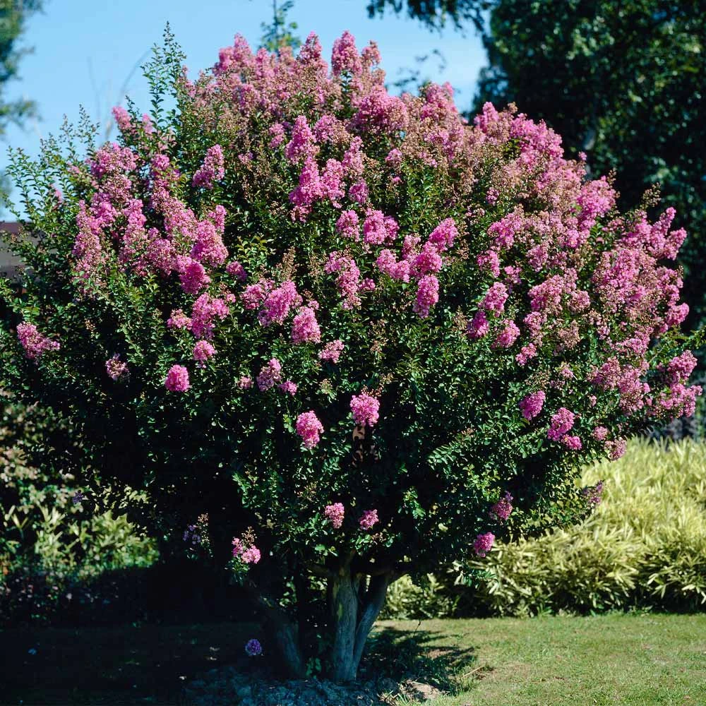 Hopi Crape Myrtle Tree 4 Hopi Crape Myrtle Tree - Image 2