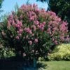 Hopi Crape Myrtle Tree -Brighter Blooms Hopi Crape Myrtle BB 600x600 c890fa08 5b5f 4b4a 87f5 349113faa03e