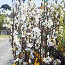 Hosui Asian Pear Tree 11 Hosui Asian Pear Tree -Brighter Blooms Hosui Pear 1 bb
