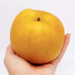 Hosui Asian Pear Tree 13 Hosui Asian Pear Tree -Brighter Blooms Hosui Pear 5