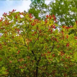 Hot Wings® Maple Tree -Brighter Blooms Hot Wings Tartarian Maple 3