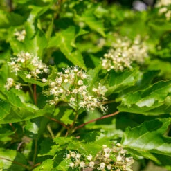 Hot Wings® Maple Tree -Brighter Blooms Hot Wings Tartarian Maple 5