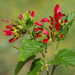 Hot Wings® Maple Tree