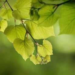 Hybrid Poplar Tree -Brighter Blooms Hybrid Poplar 5 BB