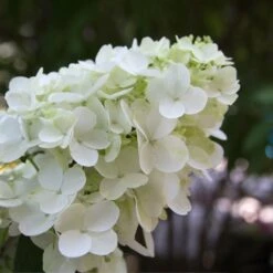Fire Light® Hydrangea Shrub -Brighter Blooms Hydrangea FIrelight 1