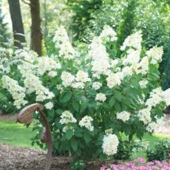 Fire Light® Hydrangea Shrub -Brighter Blooms Hydrangea FIrelight 2 BB