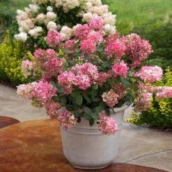 Fire Light® Hydrangea Shrub -Brighter Blooms Hydrangea FIrelight 6