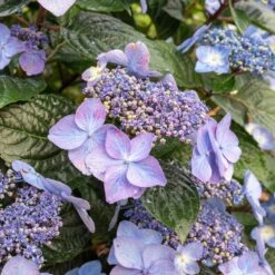 Endless Summer® Pop Star® Bigleaf Hydrangea -Brighter Blooms Hydrangea Pop Star 2
