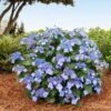 Endless Summer® Pop Star® Bigleaf Hydrangea -Brighter Blooms Hydrangea Pop Star BB 600x600 429664ff e2b0 4bc9 a6fd 79177a956c24