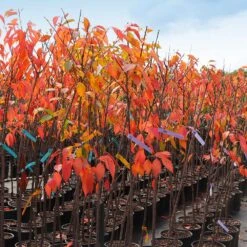 Kwanzan Cherry Tree -Brighter Blooms IMG 4642 altered