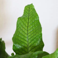 Crocodile Fern 7 Crocodile Fern -Brighter Blooms IMG 4984 altered