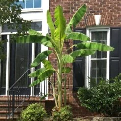 Ice Cream Banana Tree 13 Ice Cream Banana Tree -Brighter Blooms Ice Cream Banana 2