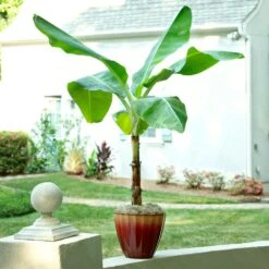 Ice Cream Banana Tree 10 Ice Cream Banana Tree -Brighter Blooms Ice Cream Banana 8 BB