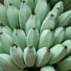 Ice Cream Banana Tree 1 Ice Cream Banana Tree -Brighter Blooms Ice Cream Banana BB 600x600 008542e1 4d7b 4784 a5bc 8667038a7190