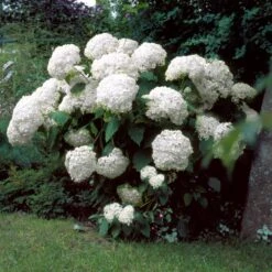 Incrediball® Hydrangea Shrub -Brighter Blooms Incrediball Hydrangea 1 BB